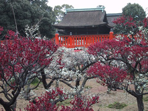 大阪・道明寺天満宮の梅園