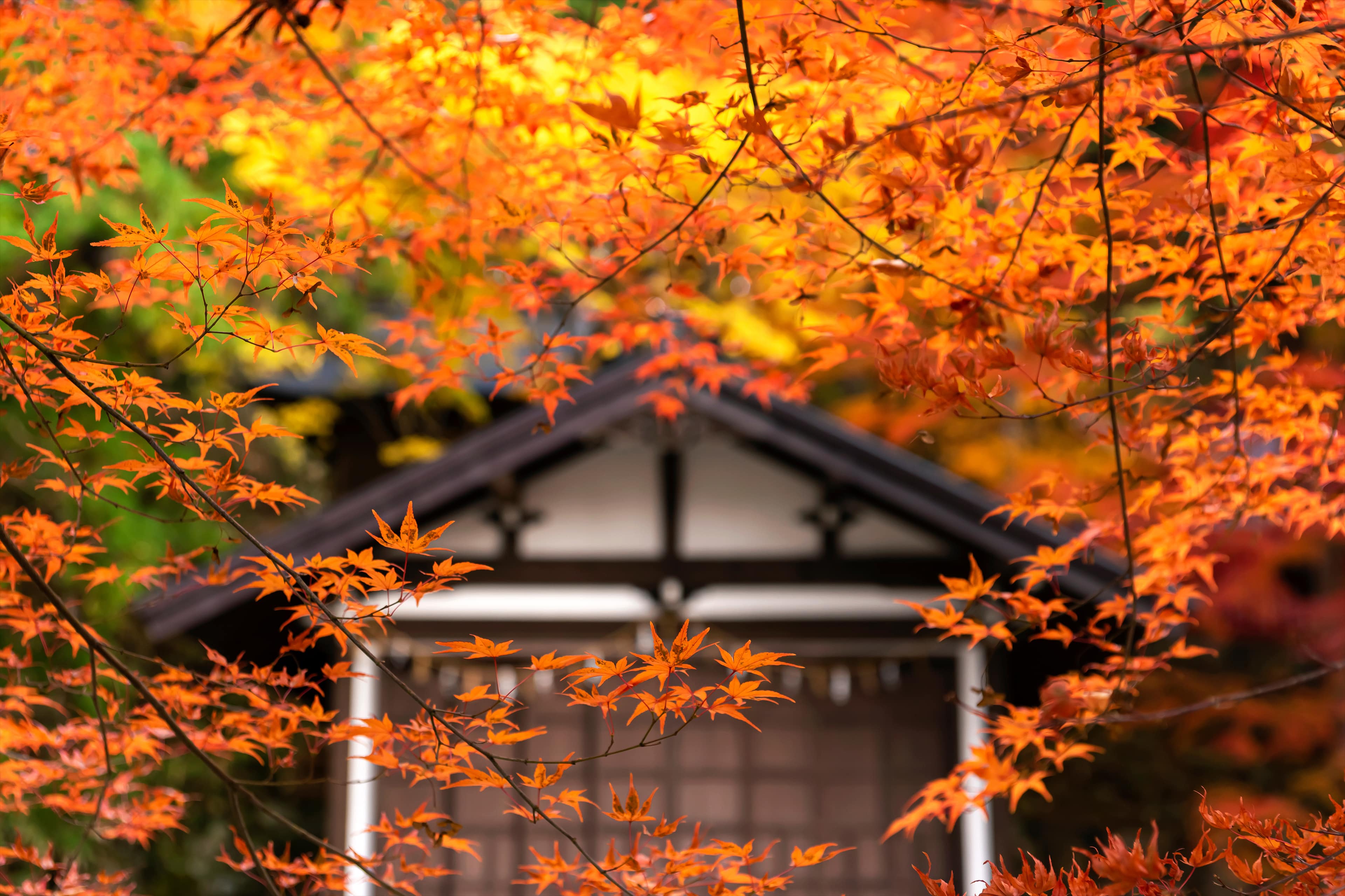 神社本庁公式サイト